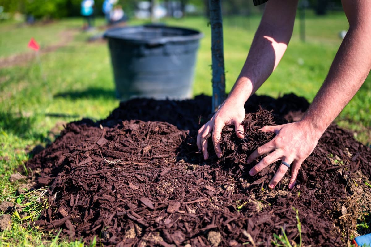 Fresh mulch being spread by hand around a newly planted tree