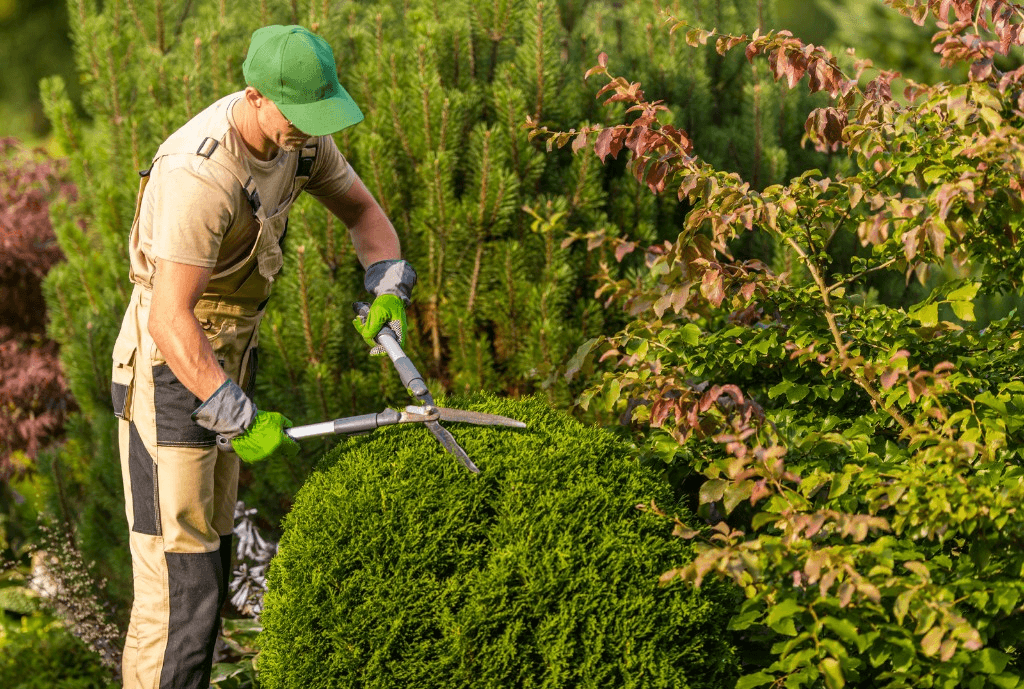 Worker using hand shears to trim a rounded shrub